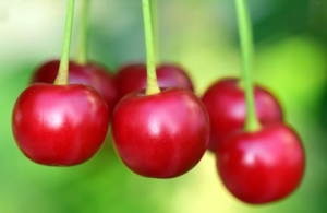 Cherries to promote sleep