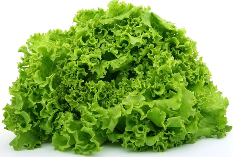 Lettuce to promote sleep